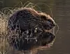 Beaver_ wiki_Foto_Per Harald Olsen 2006
