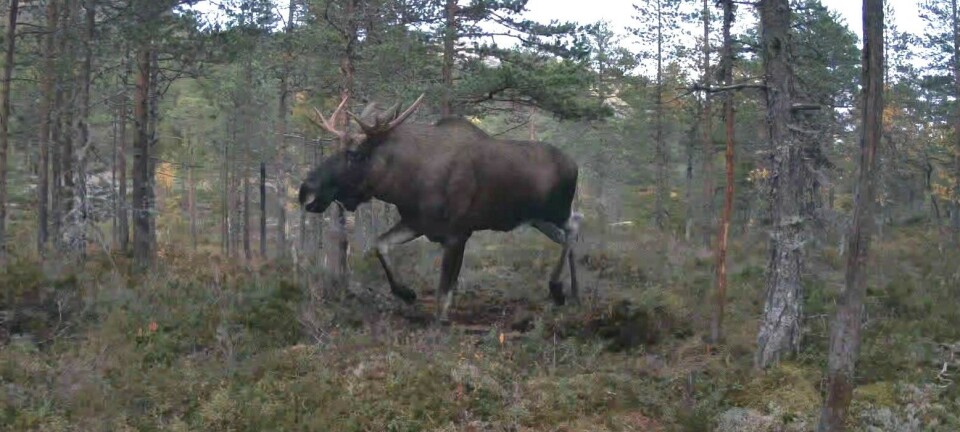 Skogens konge blir mer sjelden i Nome-skogene. – Elgbestanden tilbake til 70-talls nivå