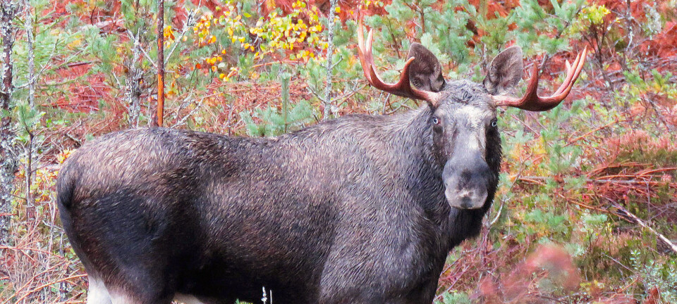 – Alt tyder på at situasjonen var tilfeldig og at det er ikke noe «krakk» i bestanden