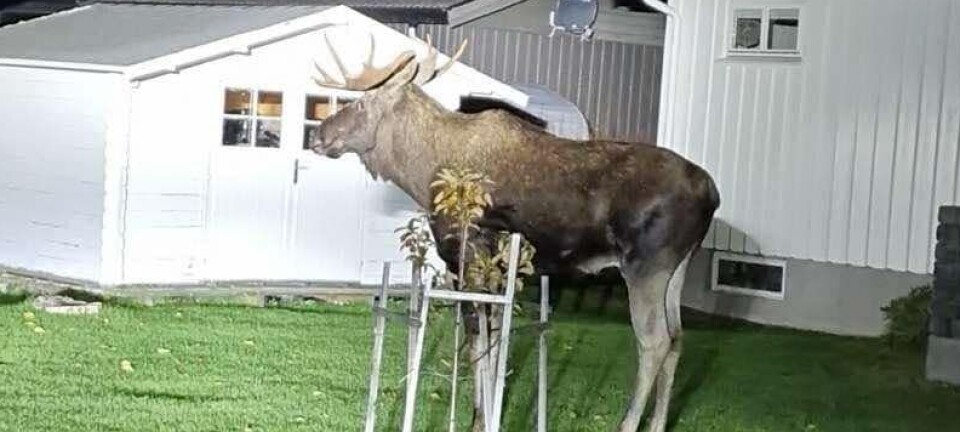 Elger tar seg til rette på Berget: – Jeg holdt på å kjøre på elgene i går