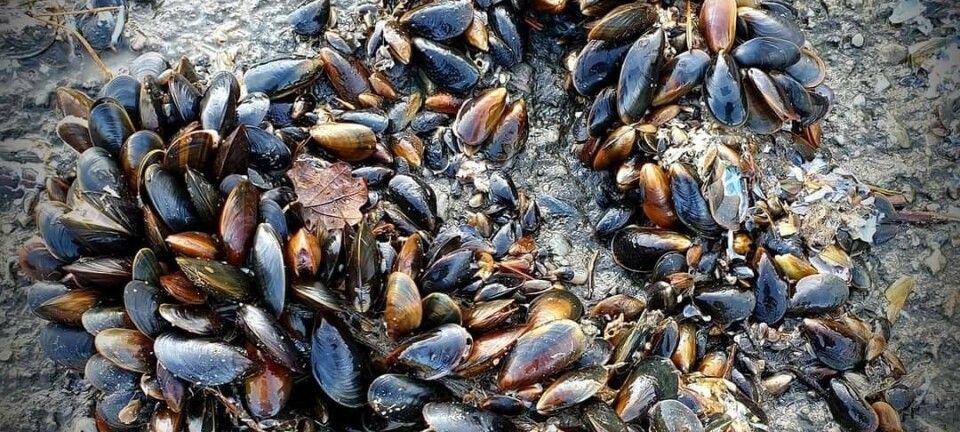 Sjeldene elvemuslinger som perler på en snor. – Jeg ble nysgjerrig og overrasket