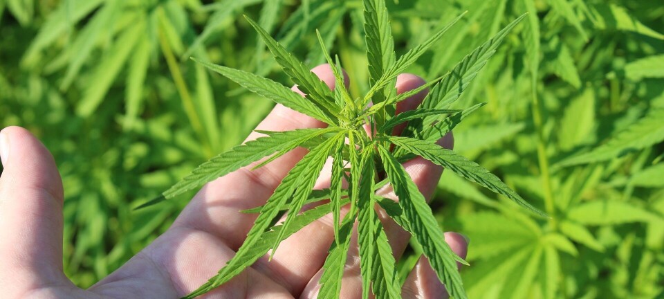 Politiet bekrefter cannabis-plantasje i Lunde. Huseier varetektsfengsles i dag