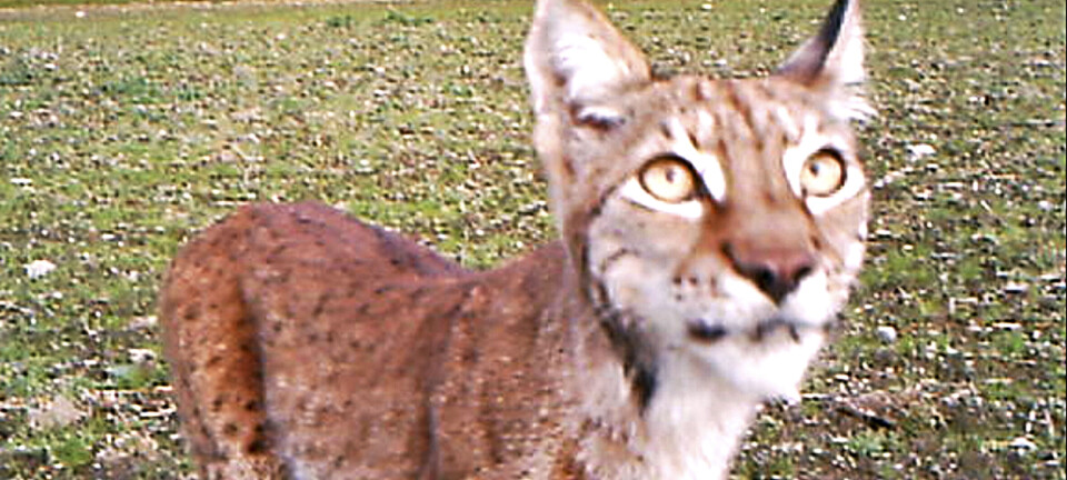Startskudd for gaupejakta. Fire dyr på årets kvote