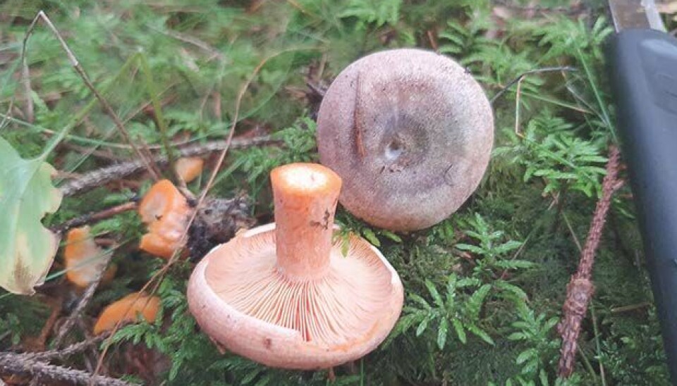 Årsmøte i Midt-Telemark Sopp- og nyttevekstforening