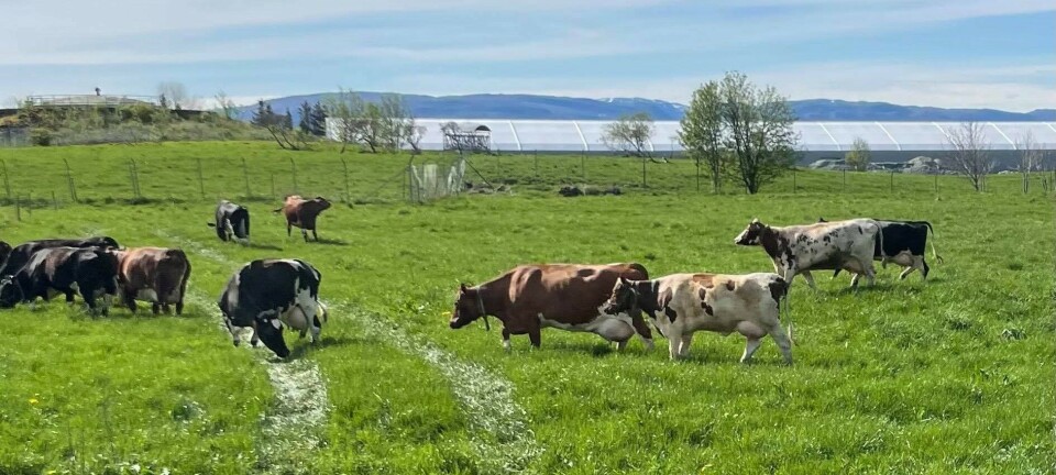 Kronikk: Kua som et klimaproblem? Et gigantisk feilspor!