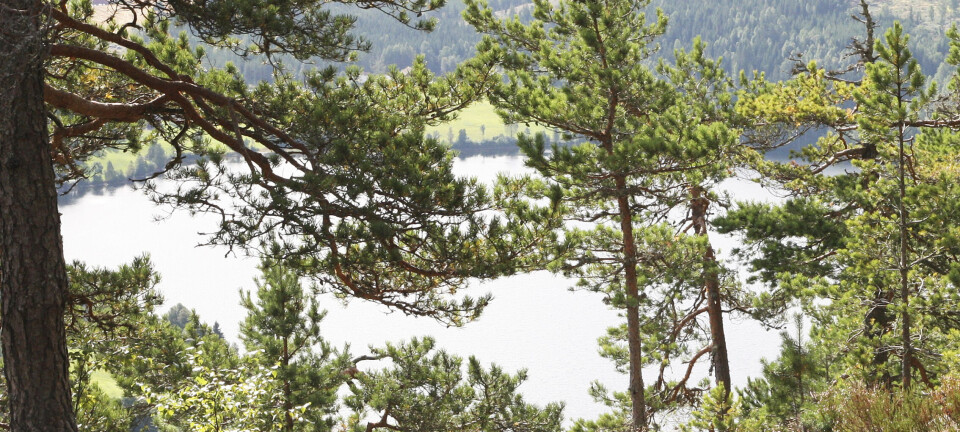 Nomes mest øde sted skal være funnet. Er du enig?