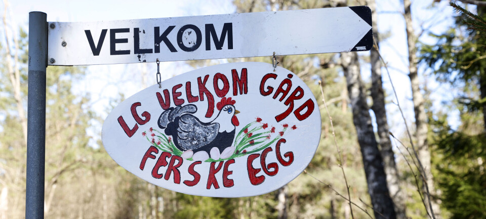 Nå kan du få kjøpt egg her igjen