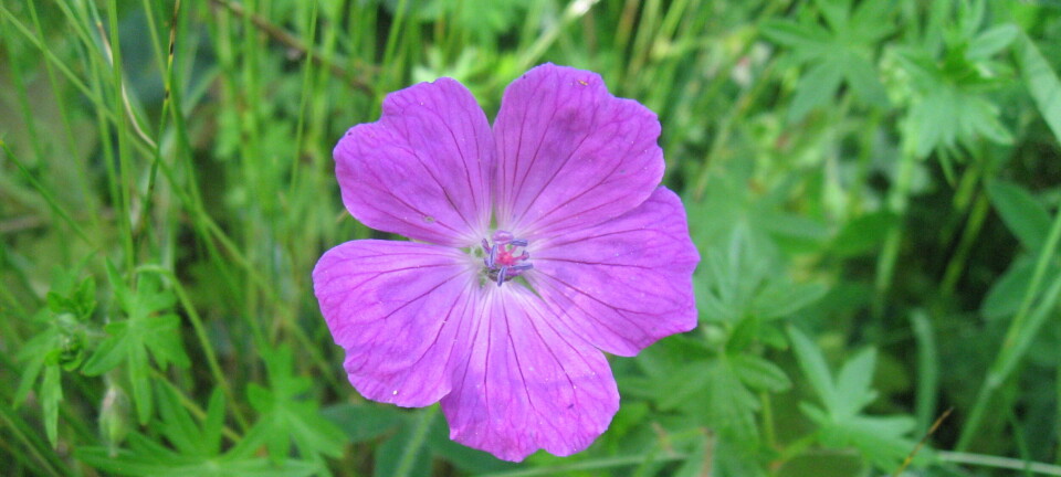 Villblomstenes dag