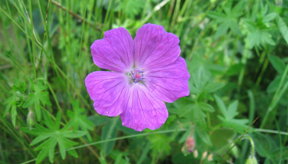 Villblomstenes dag