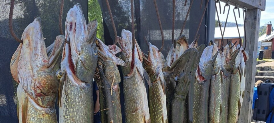 Resultatet endte med 97 gjedder og over 160 kilo