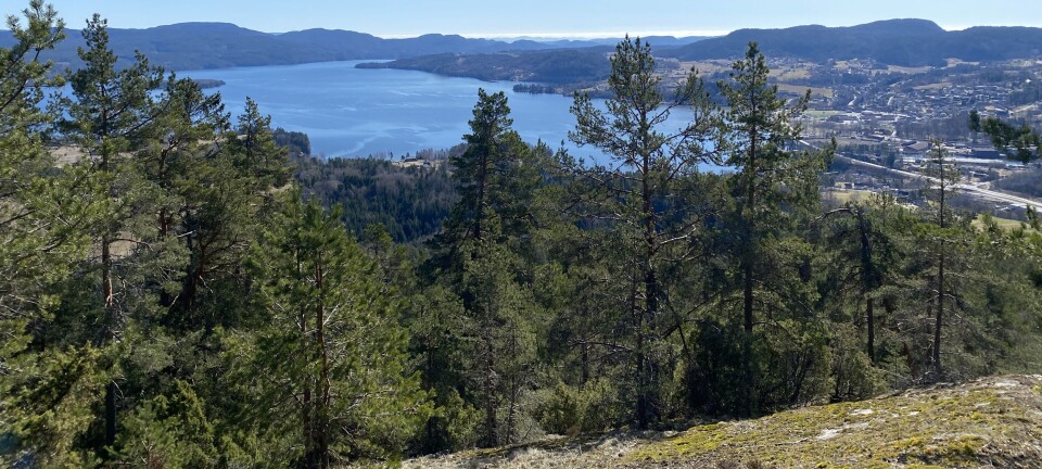 Tilbyr sommerjobb i skogen for ungdom