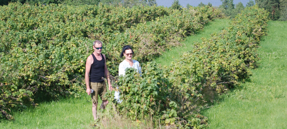 De er godt i gang med egg og solbær på Velkom gård