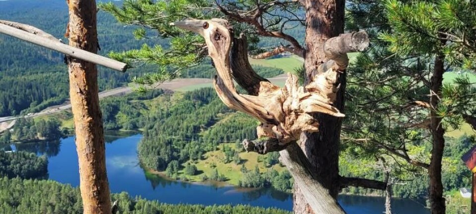 Har du observert denne på Korpenatten?