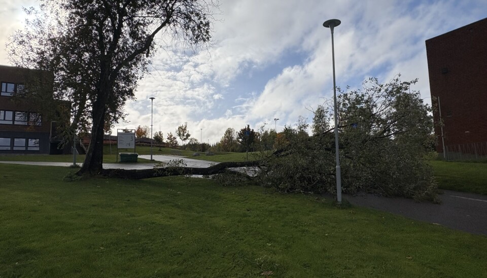TREFALL: En ung Kanalen-tipser har send inn dette bildet av et trefall ved Holla 10-årige skole.