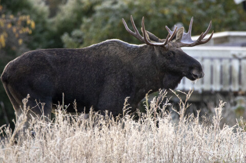 Skogens konge på epleslang